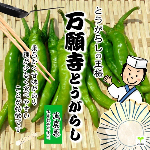 Сладкий Японский Чили Перец Манганджи Тогараши Киото - Manganji Togarashi Kioto - 万願寺とうがらし