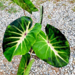 Колоказия STARDUST