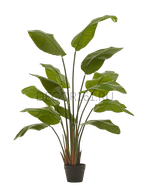 Стрелиция Traveller зелёная в-150 см (13 листов) (Sensitive Botanic) 1/1 10.011352N