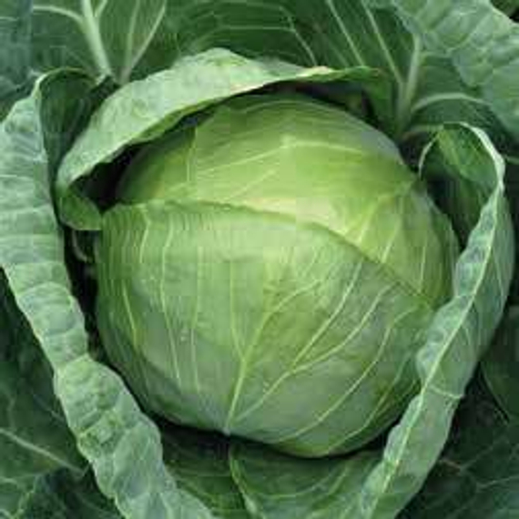 БУРБОН F1 семена капусты белокочанной Hazera купить – фото 1