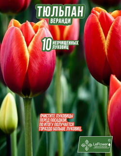 Тюльпан Луковица, Веранди, 10 шт