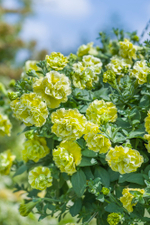 ЕВРО Новинка 2025 Петуния Tumbelina Matilda укорененный черенок ОКС март Koh