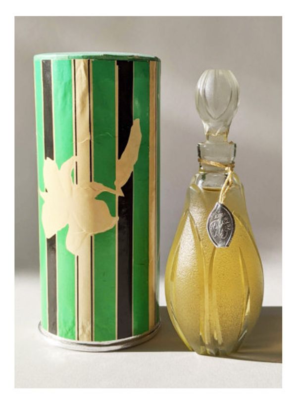 Red Carnation – Красная гвоздика White lily – Белая лилия