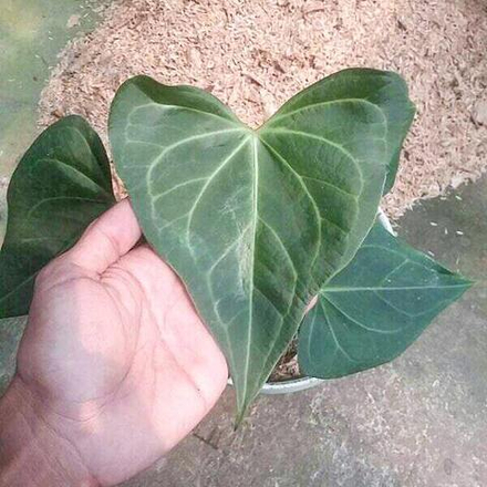 Антуриум DELTA HYBRID