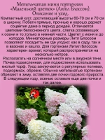 Гортензия Литл Блоссом мини миниатюрная карликовая