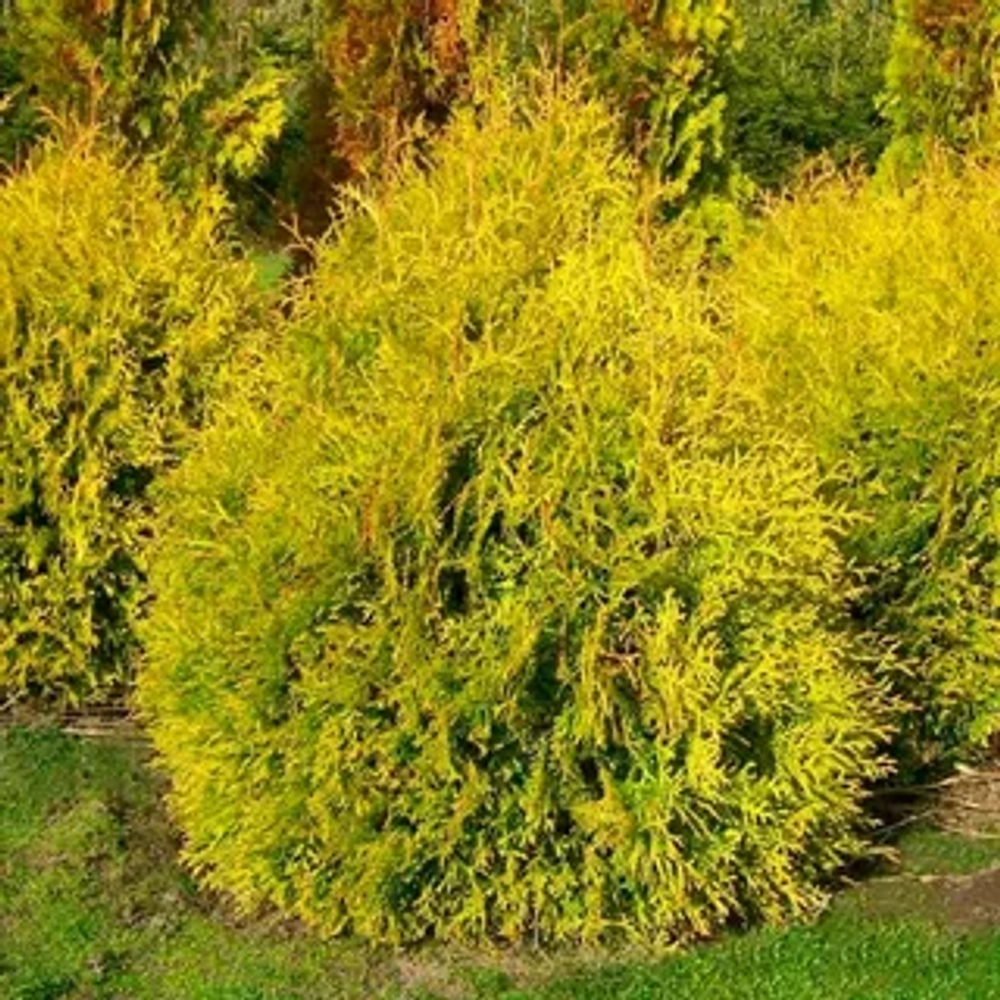 Туя западная Рейнголд Р9 15-20 см Закупка М62 апрель-май 2026