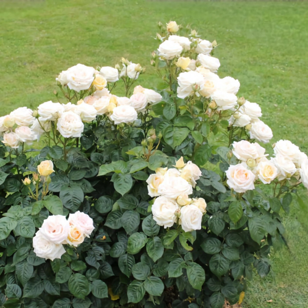 Роза Мадам Анизетт С7 Закупка М57 июнь 2026