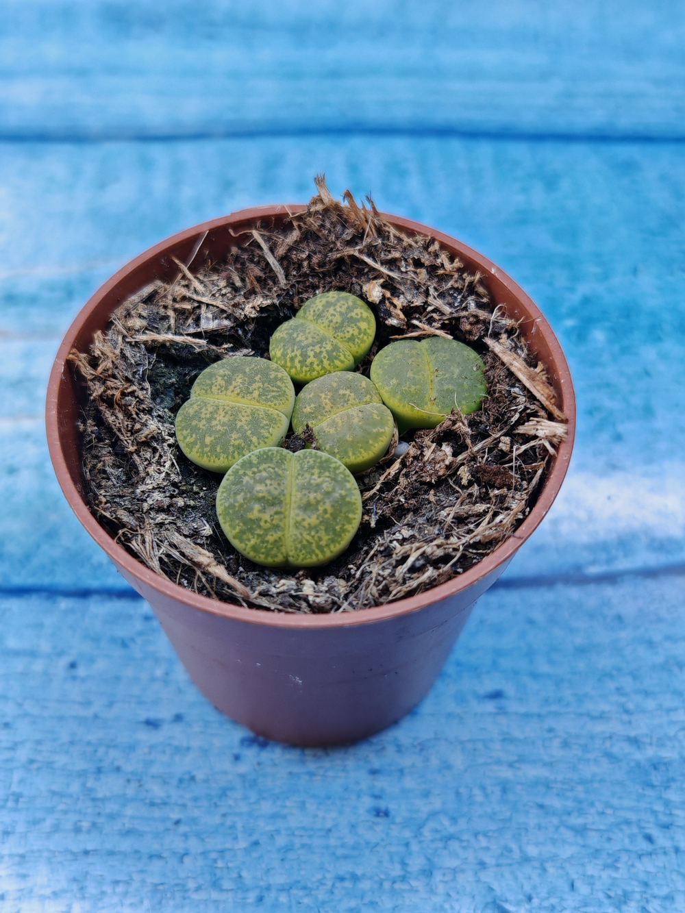Lithops sp. (Литопсы)