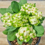 Эуфорбия Миля MANGKORN WARIN