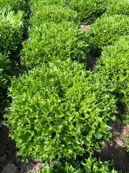 Экспертайз семена салата хрустящего с сильно рассеченным листом Rijk Zwaan-Райк Цваан описание – фото 9