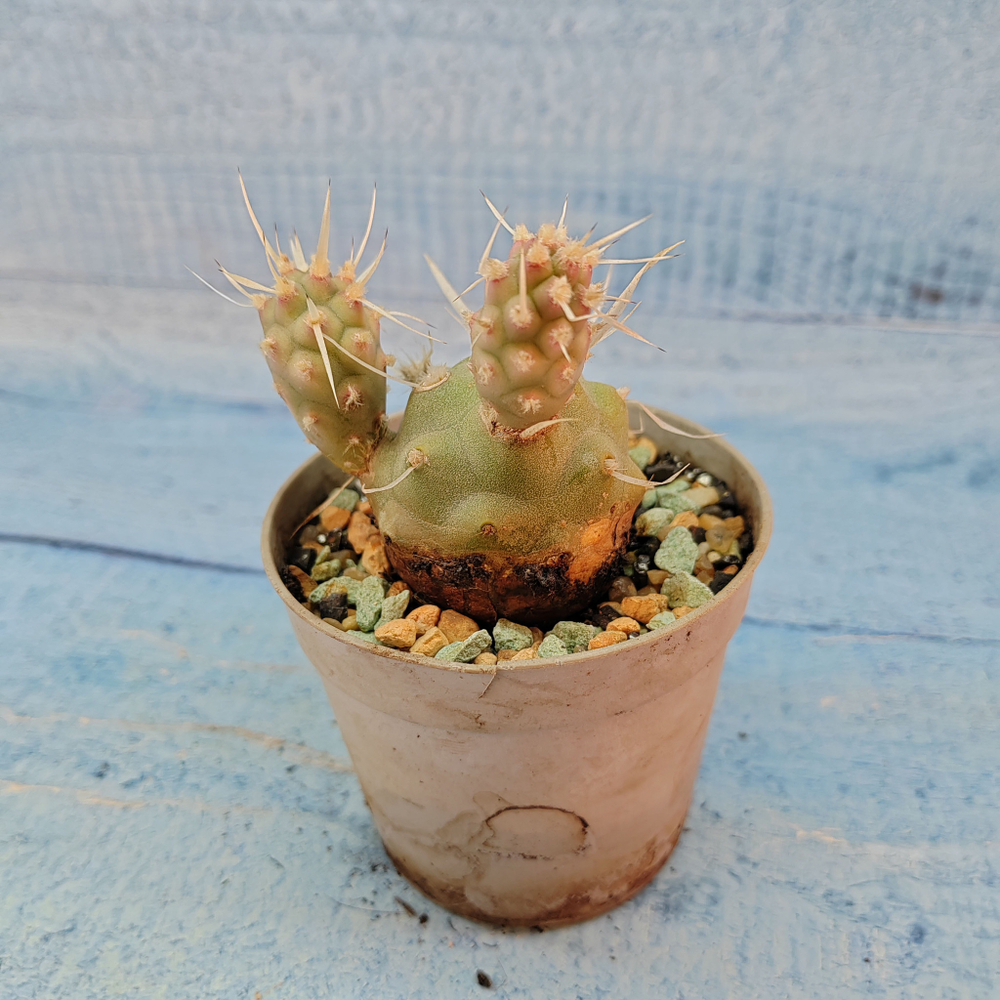 Tephrocactus Articulatus Papyracanthus (Тефрокактус)