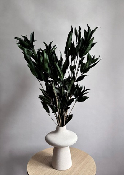 Ветки цитрусового дерева зеленые