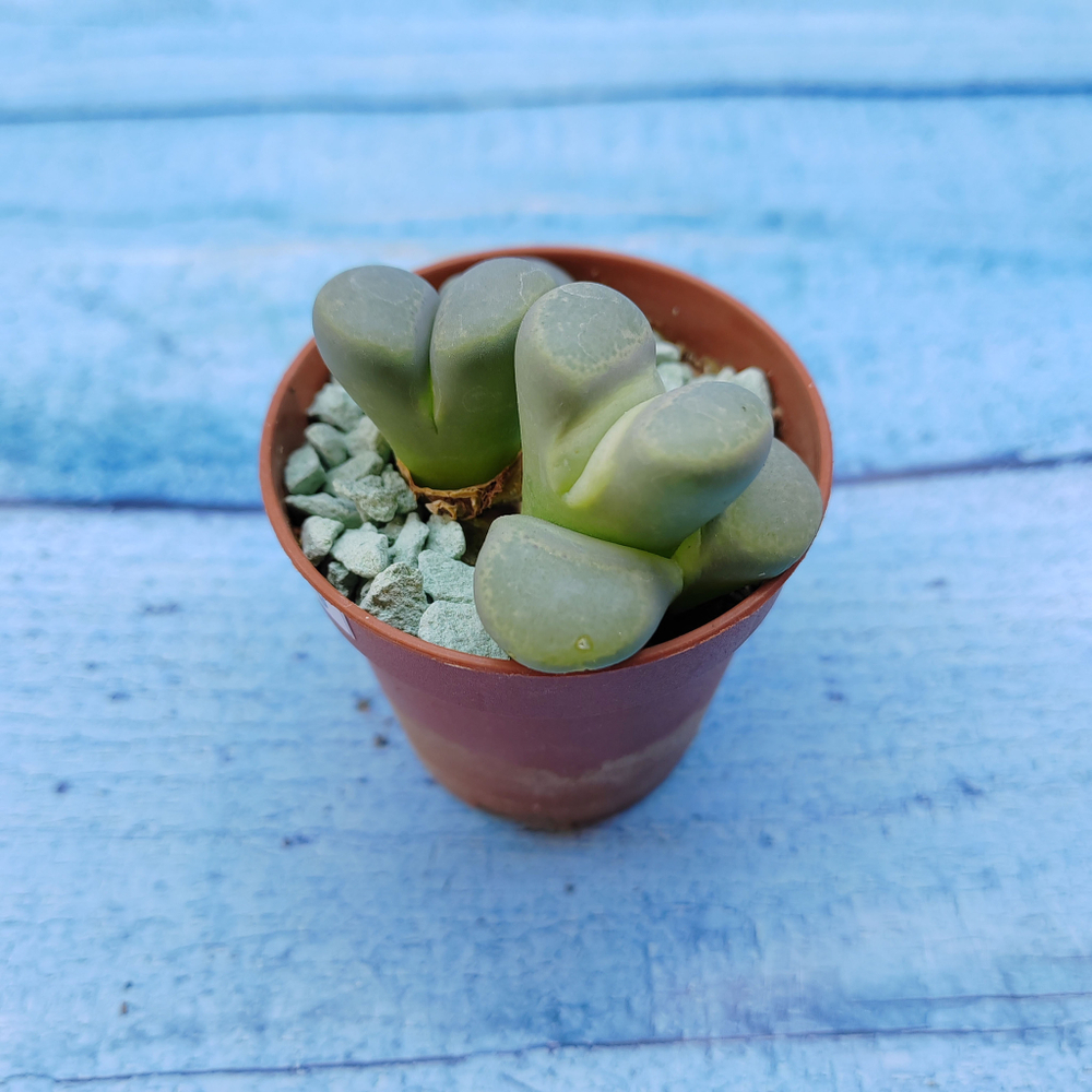 Lithops sp. (Литопсы)