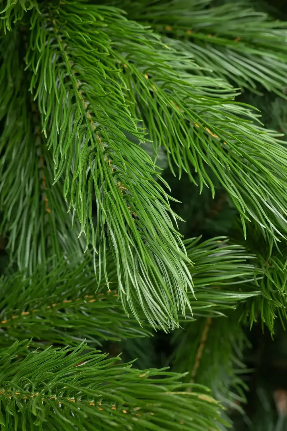 Большая елка «Каспийская» (Литая+пвх) 5 м