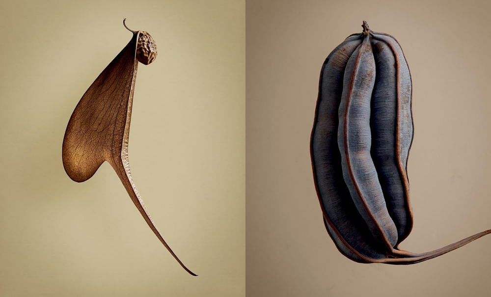 The Hidden Beauty of Seeds & Fruits: The Botanical Photography of Levon Biss