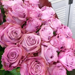 Фиолетовая роза Эквадор 60см