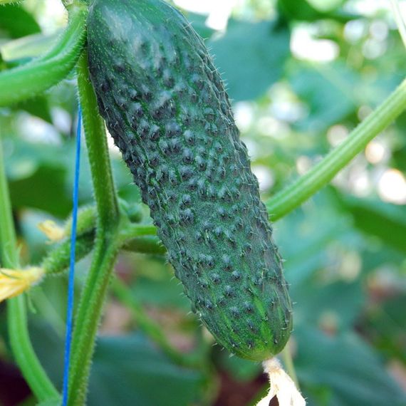 СИГУРД F1 семена огурца Enza Zaden купить