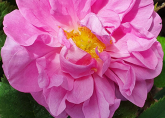 Розовое масло