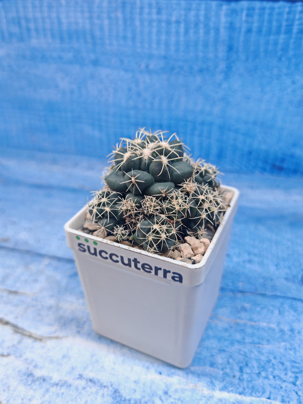 Coryphantha Andreae (Корифанта)