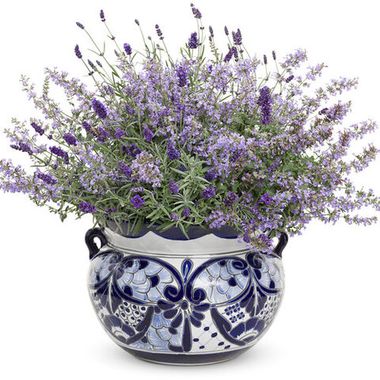 37148 Котовник Cat`s Meow (Весна 2026)