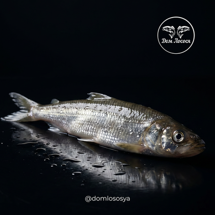 КОРЮШКА КРУПНАЯ
