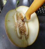 Самит F1 семена дыни (Seminis / Семинис)