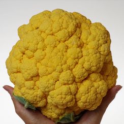 ФЛЕЙМ СТАР F1 семена капусты цветной (Syngenta | Alexagro)