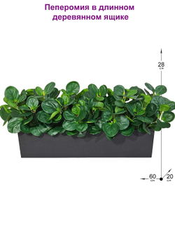 Пеперомия зеленая 60см в длинном деревянном ящике