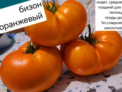 БИЗОН ОРАНЖЕВЫЙ