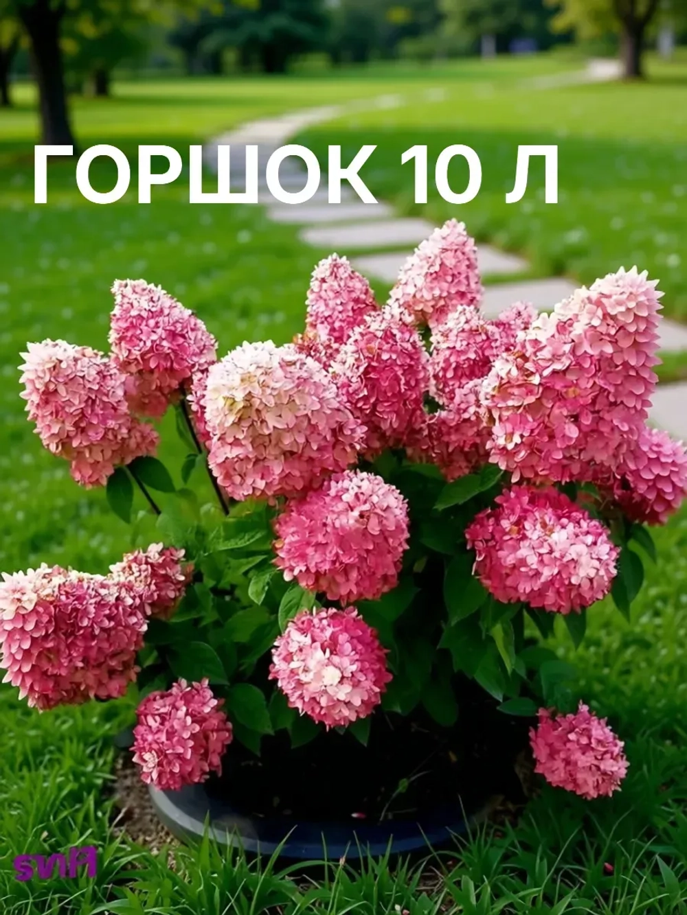 Меджикал Кэндл гортензия метельчатая