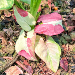 Сингониум RASPBERRY VAR