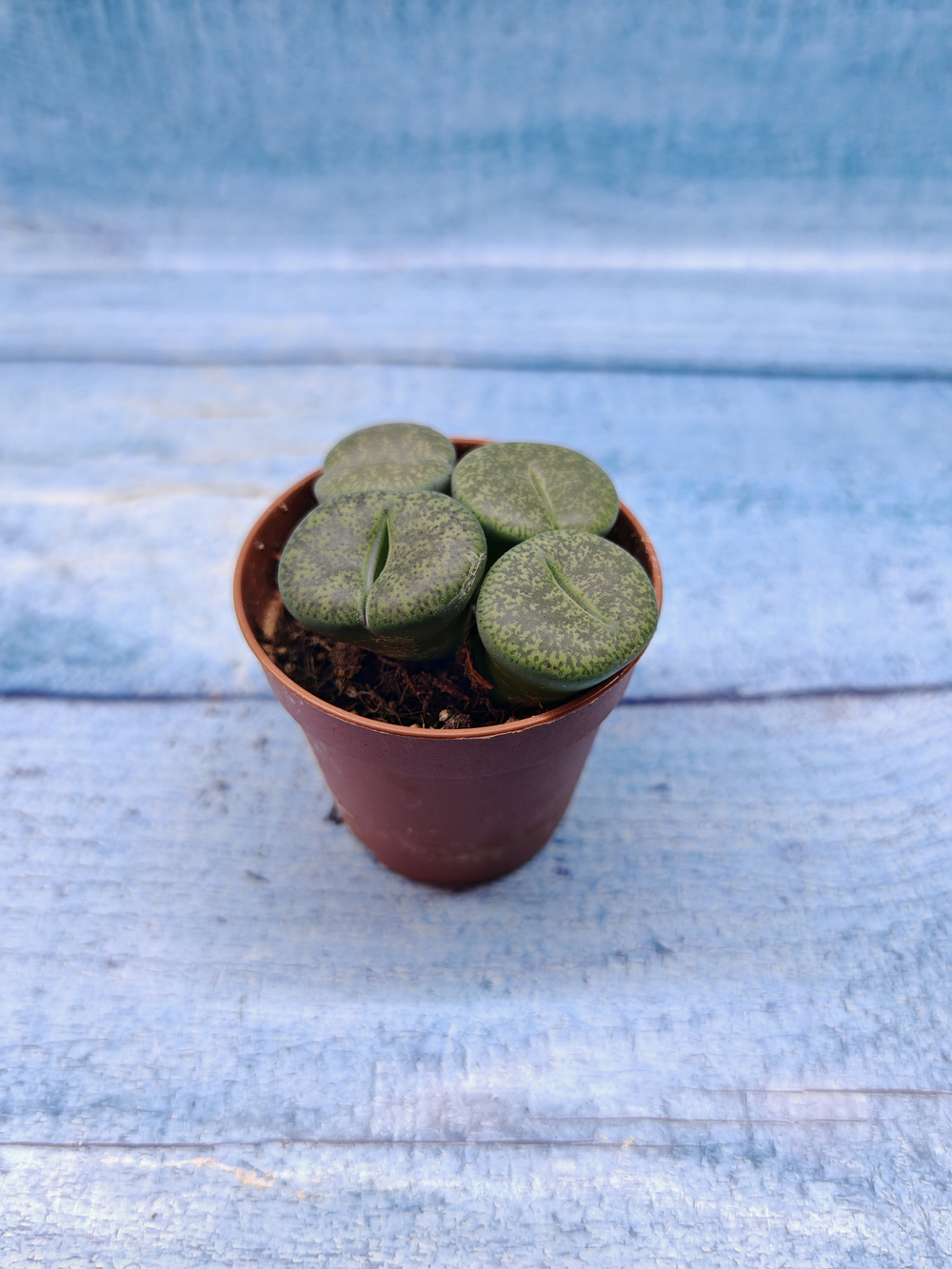Lithops sp. (Литопсы)