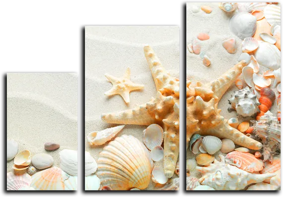 Модульная картина "Ракушки"