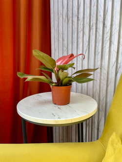 Филодендрон Пинк Конго, D11см Н35см, 1шт, Китай