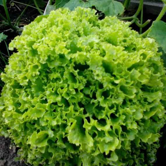 Локарно рз семена салата лолло блонда (Rijk Zwaan /ALEXAGRO) культура