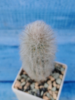 Austrocephalocereus dybowskii (Аустроцефалоцереус )