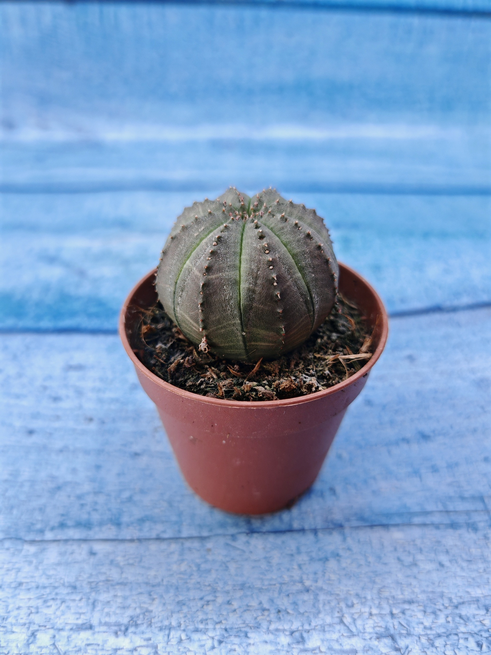 Euphorbia Obesa (Эуфорбия)