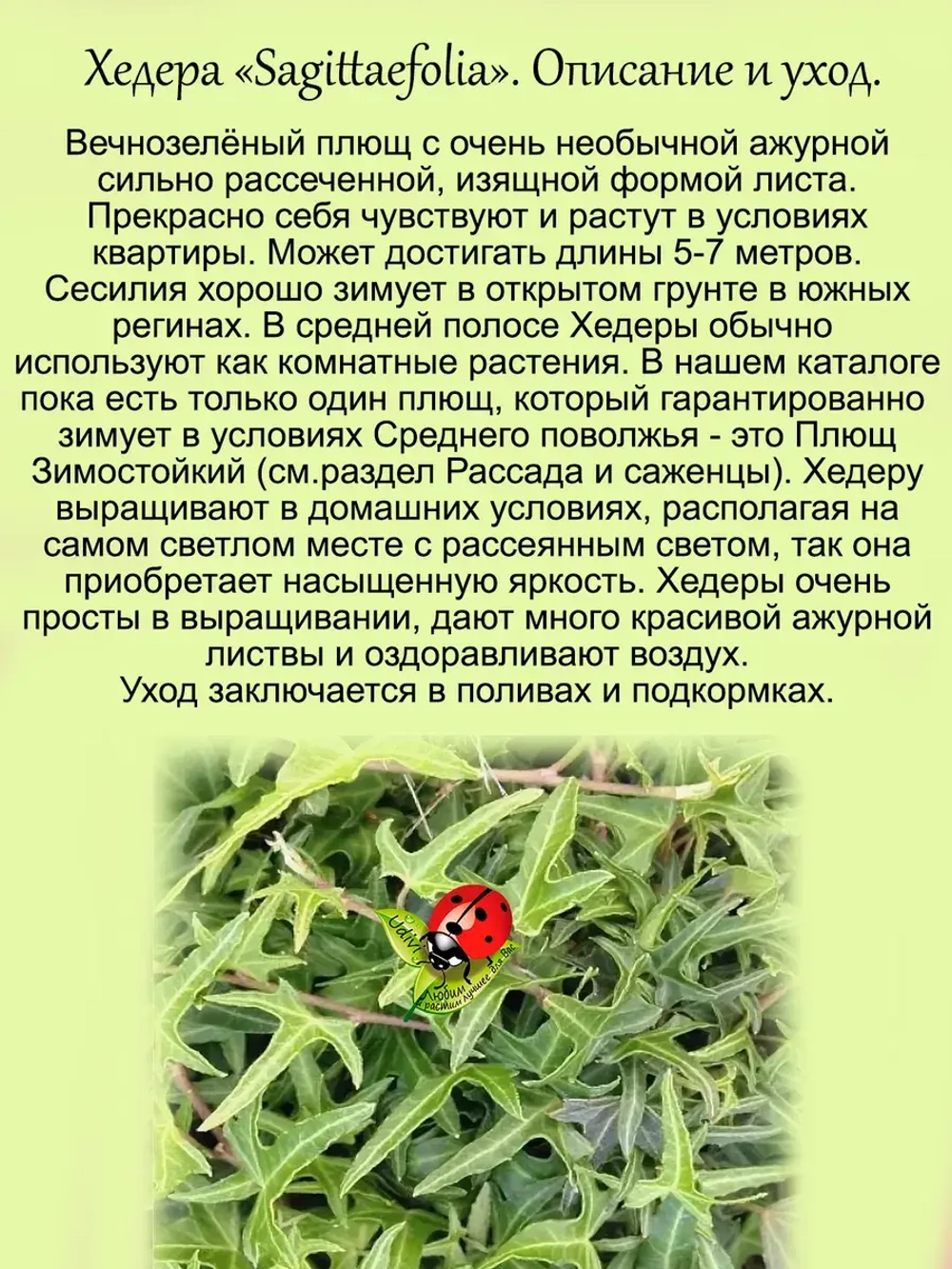 Хедера Сагиттефолия плющ