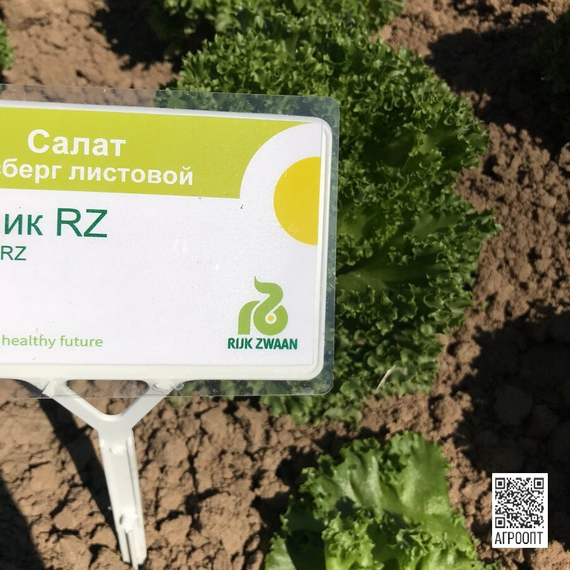 Лалик семена салата айсберг (Rijk Zwaan / Райк Цваан) в поле – фото 2