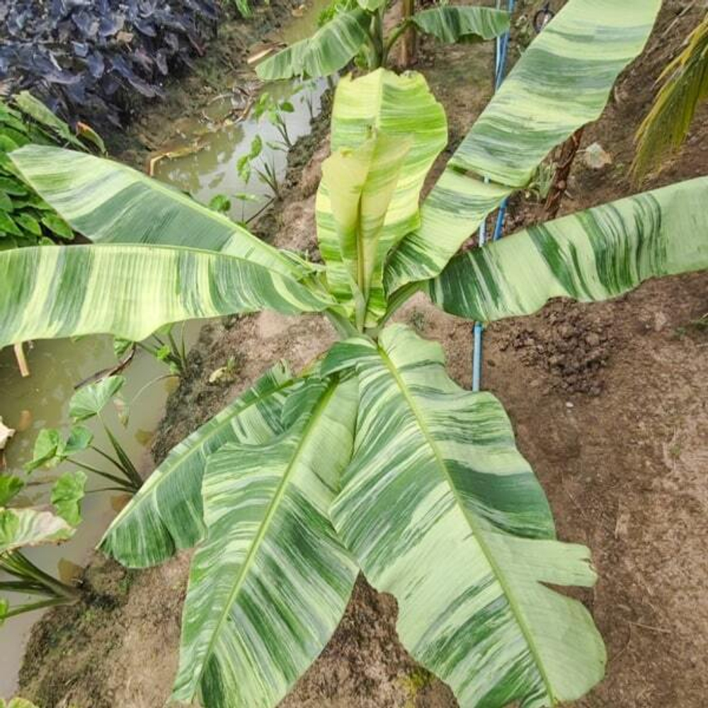 Банан вариегатный NAM WAH KHOM