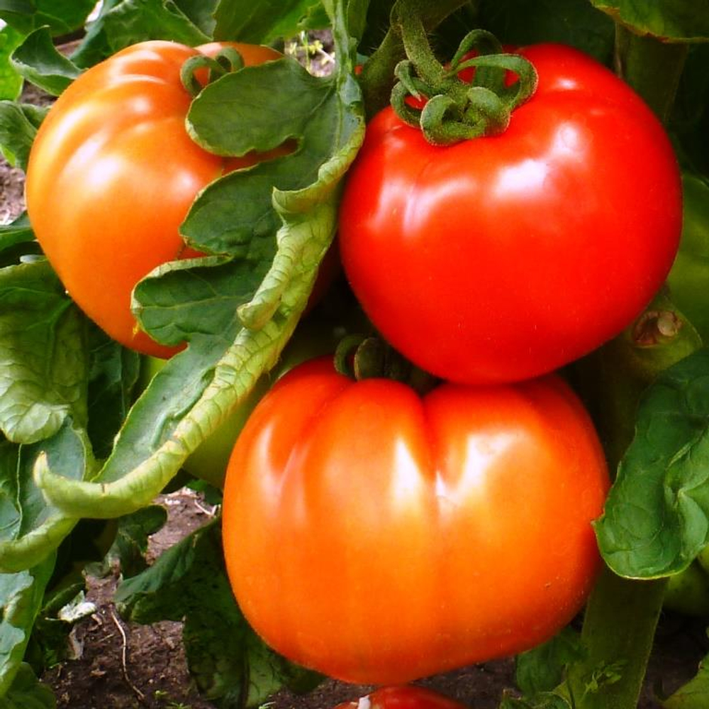 Помидоры – Горский Красный