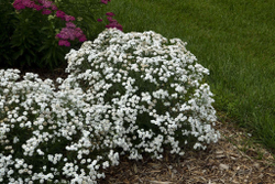 Тысячелистник Птармика Вайт Перл Р9 Закупка М36 получение май-июнь 2026