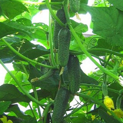 Карин F1 семена огурца партенокарпического (Seminis / Семинис)