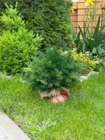 Туя-Шар искусственная (Литая хвоя) 40 см \ 70 см