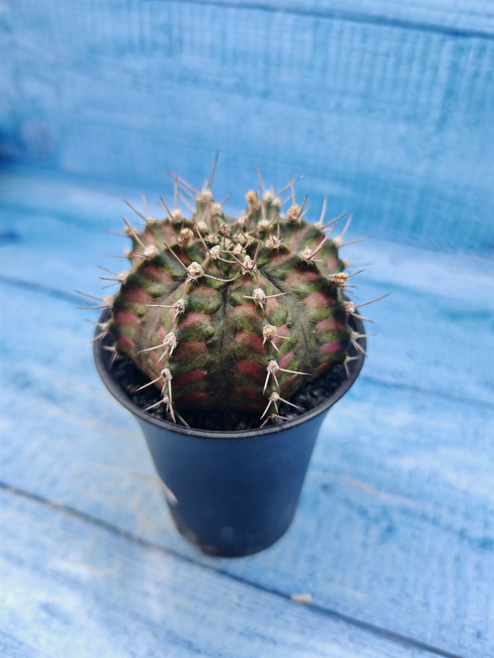 Gymnocalycium T-Rex Pink hybrid (Гимнокалициум T-rex)