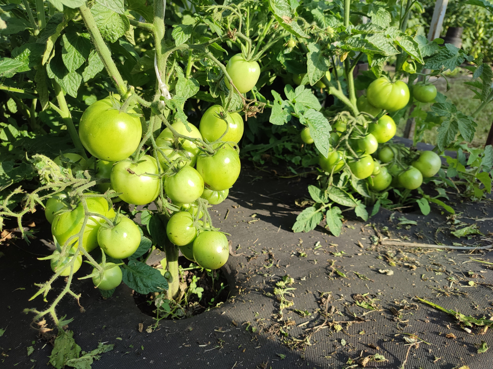 Лайм грин салад (Lime green salad) сорт томата