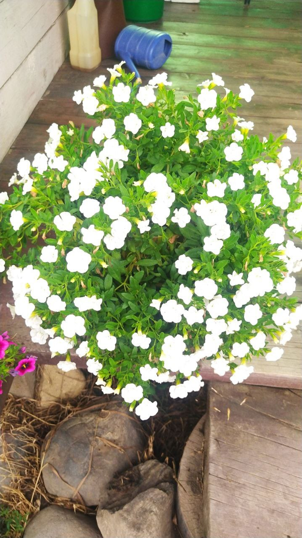 К11 Калибрахоа Aloha Double White