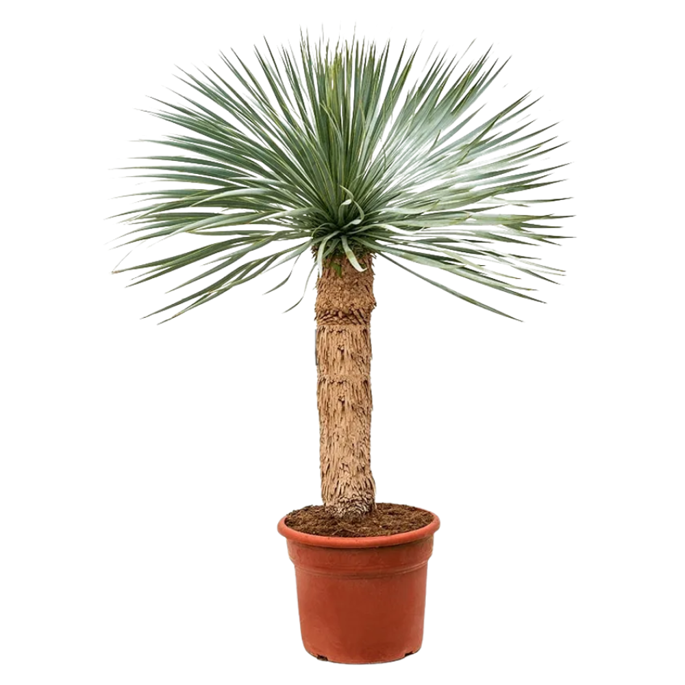 Юкка Рострата