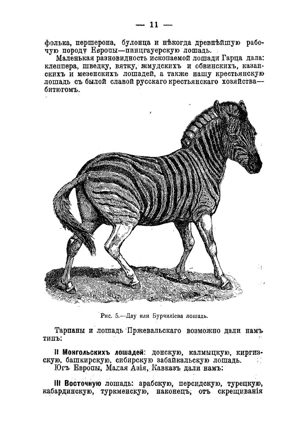 Животноводство. Учение о том, как с пользой для людей разводить, содержать и лечить лошадей, коров, овец, свиней, коз, кроликов и птиц | Майстрах Владимир Францевич