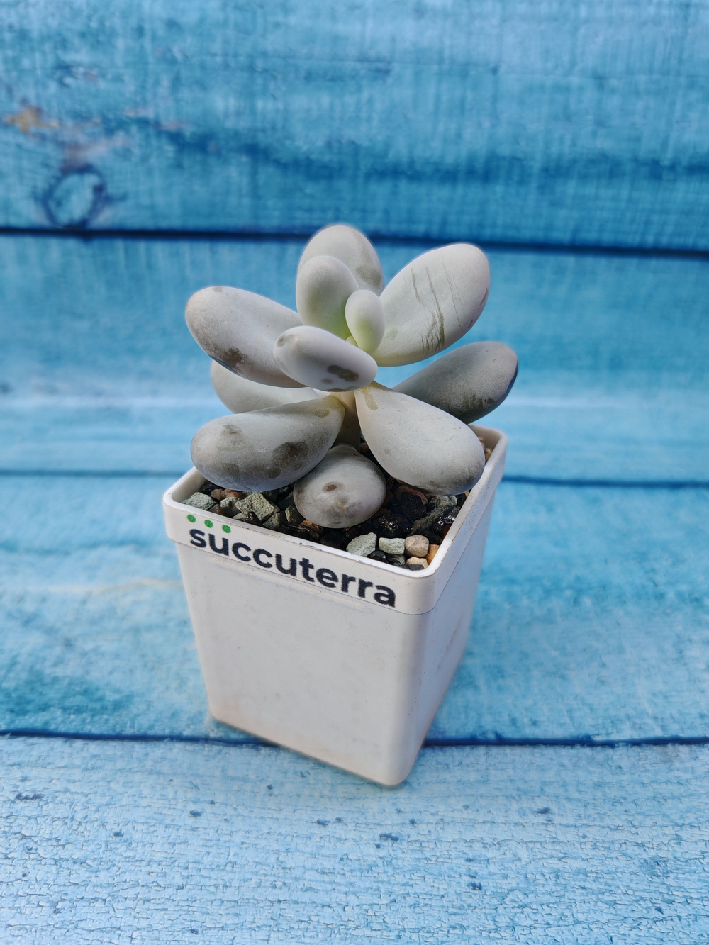 Pachyphytum Oviferum (Пахифитум)